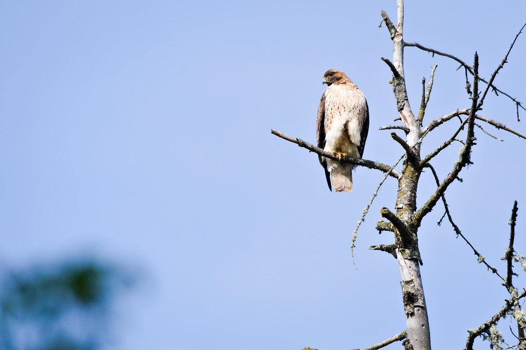 Hawk on a snag