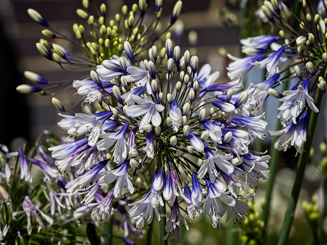 Agapanthus  "Fireworks"