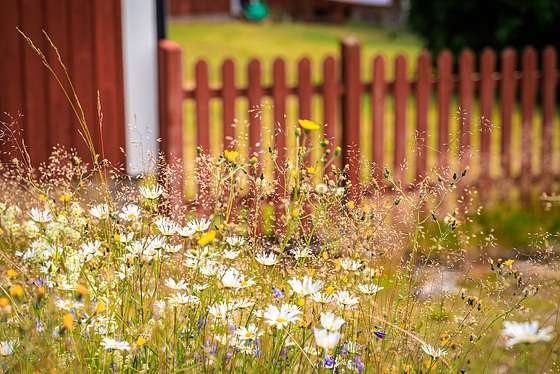 Sommerzaun