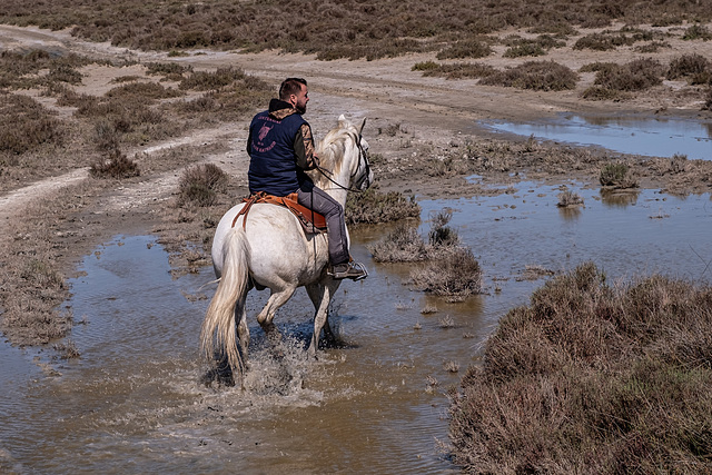 Camargue - manade Raynaud