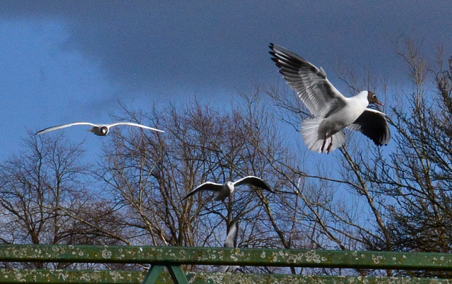 In flight