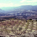 huerto de almendro - Serranía de Ronda