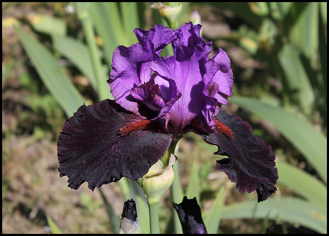 Iris Romantic Evening