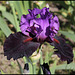 Iris Romantic Evening