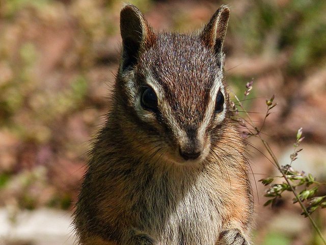 Least Chipmunk / Tamias minimus