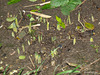 Wasted efforts in December, 2 - tulips