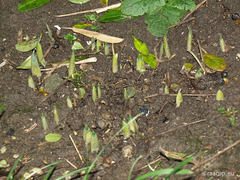 Wasted efforts in December, 2 - tulips