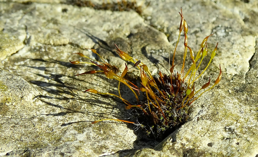 Shadows and Moss 2