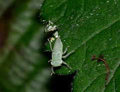 Leafhopper.....approx 2mm!!