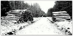 Winter Logs