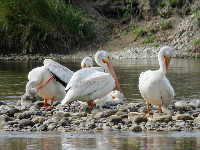 American White Pelicans / Pelecanus erythrorhynchos