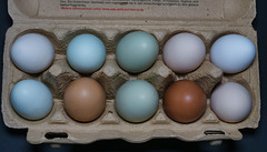 Eier verschiedener Hühnerrassen und Andere (PiP)