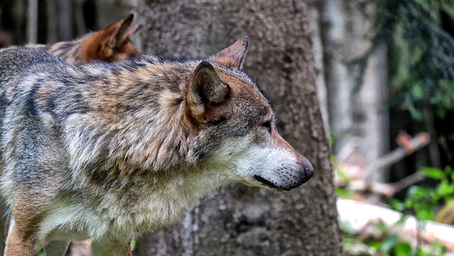 LE BOREON: PARC ALPHA 14