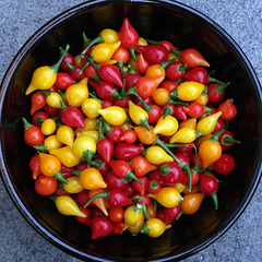 Biquinho red and yellow chillies