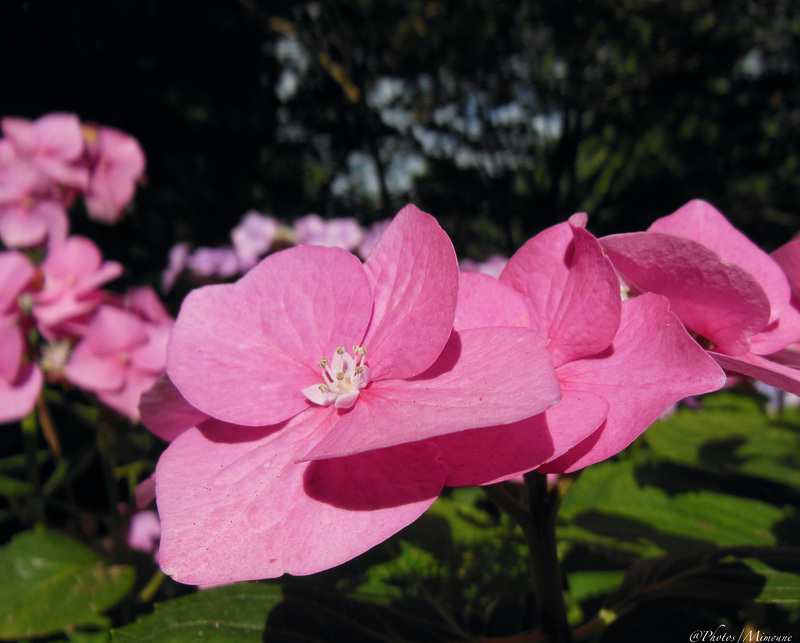 L'envol rose