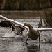 Swan being chased by a Canada goose