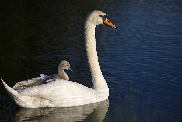 Schwanmutter mit Babyschwan auf dem Rücken