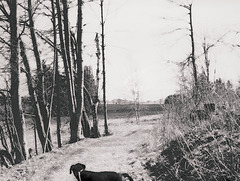 "Wald", Benneckenstein, Film "Wald", Benneckenstein, Film