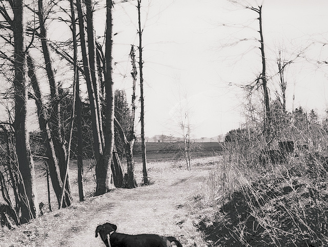 "Wald", Benneckenstein, Film