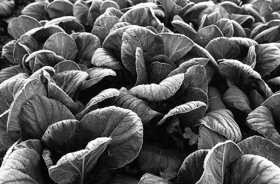 Frosted spinach