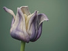 Elegy in Bloom