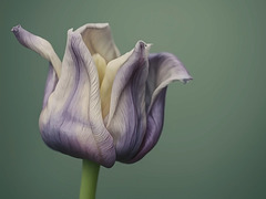 Elegy in Bloom