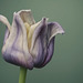 Elegy in Bloom