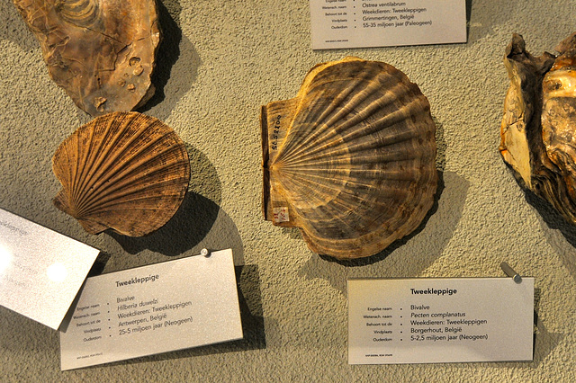 Naturalis 2015 – Origin of the Shell company