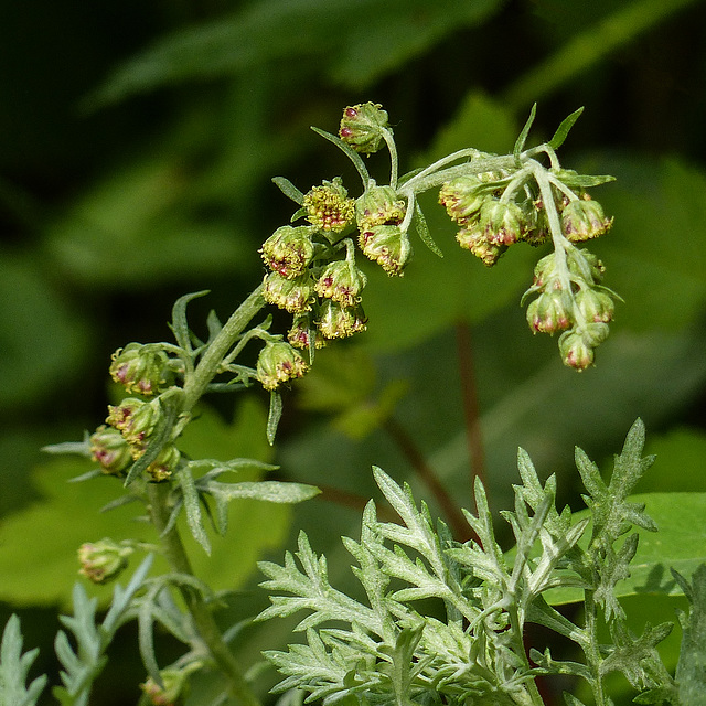 Ambrosia sp.