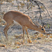 Sunio, la plej malgranda el la antilopoj. Nur 35 cm ĝis la ŝultro. Okavango-Delto