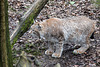20160303 0165VRAw [D~BI] Eurasischer Luchs (Felis lynx), Tierpark Olderdissen, Bielefeld