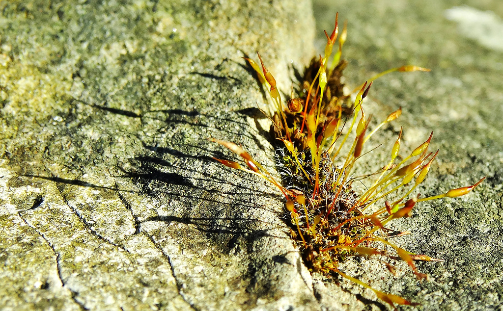 Shadows and Moss 1