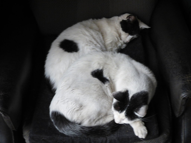 Gatos dormidos