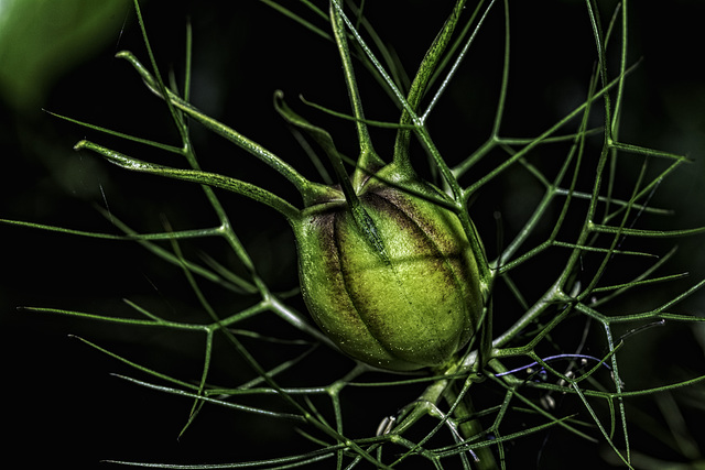 A seed head