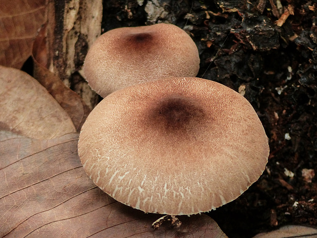 Fungi, on way to Manzanilla Beach, Trinidad, Day 6