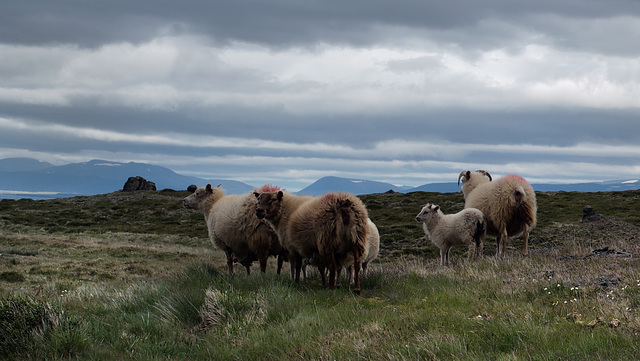 Borgarvirki, Icelandic Lambs