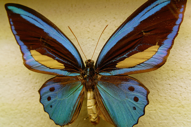 Ornithoptera priamus poseïdon (Nouvelle Guinée)