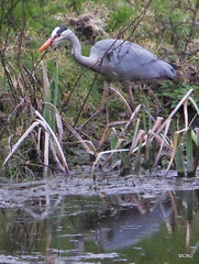 "Our" Great Blue Heron hunting newts for its supper this evening