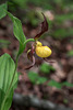 Cypripedium parviflorum var parviflorum (Small Yellow Lady's-slipper orchid)