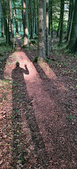 Dinas Powis woods