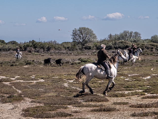 Camargue - manade Raynaud