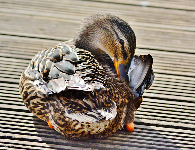 Preening