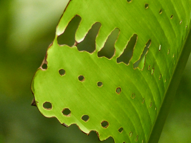 Leaf patterns, Trinidad, Day 6