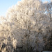 Hoar Frost on Silver Birch tree