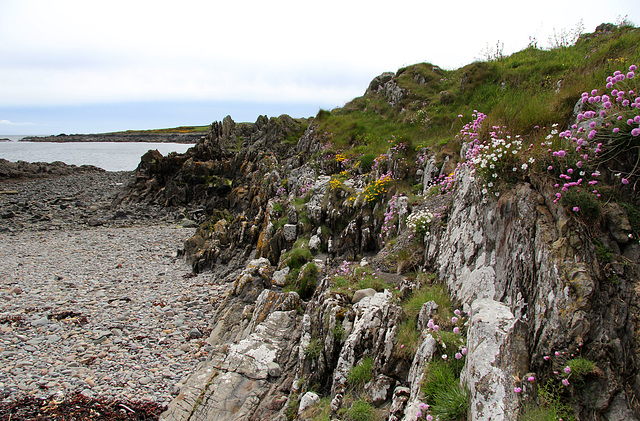 Coastal flora