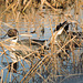 Northern Pintail