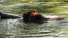 20190822 5452CPw [D~H] Braunbär, Wisentgehege, Springe