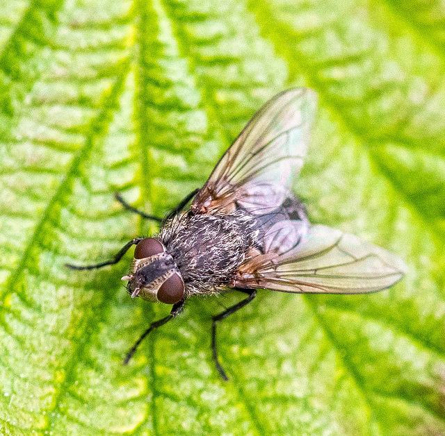 Fly macro