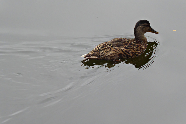 un canard................