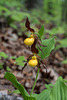 Cypripedium parviflorum var parviflorum (Small Yellow Lady's-slipper orchid)